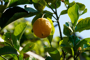 a lemon tree in tropical Merano’s Gardens of Trauttmansdorff Castle (South Tyrol in Italy)	