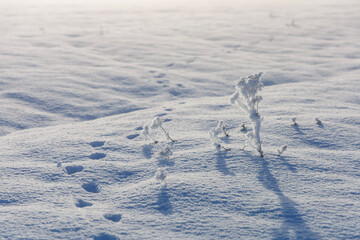 snow on the field