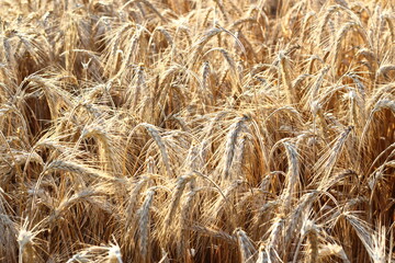 Close up of ripe barley on the field. Golden barley