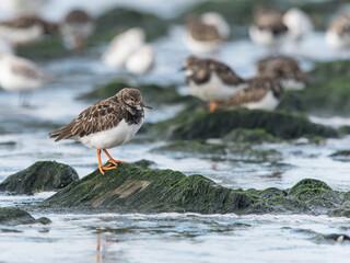 Ruddy Turnstone on the rocks
