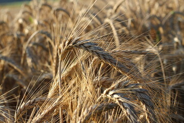 Close up of ripe barley on the field. Golden barley
