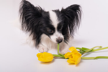 Funny dog with big shaggy black ears with a bouquet of yellow tulips on a white background