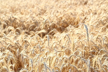 Close up of ripe barley on the field. Golden barley