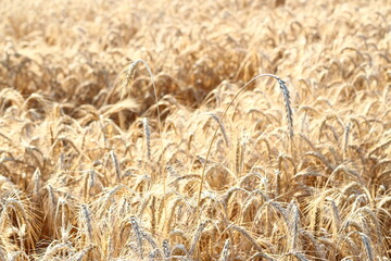 Ripe barley in the summer field.