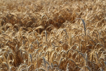 Ripe barley in the summer field.