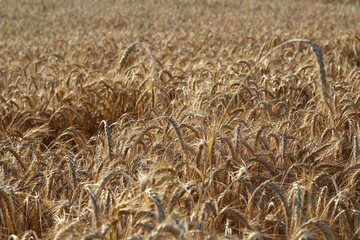 Ripe barley in the summer field.