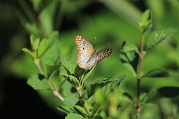 butterfly on leaf