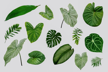 More beautiful exotic tropical leaves, isolated leaf background © eakarat