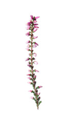 Sprig of heather with beautiful flowers isolated on white - obrazy, fototapety, plakaty