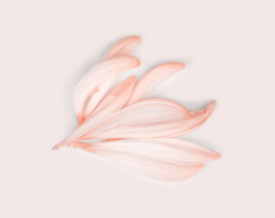 Close up flower petals on empty beige background with copy space . Light and shadows minimalism style template . Top view.