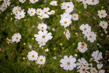 Photo of cosmos flower field