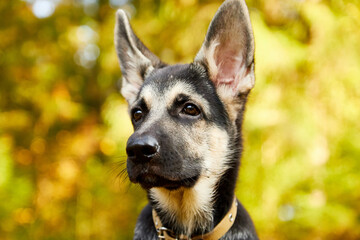 Dog German Shepherd in a forest in an autumn day