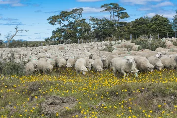 Rolgordijnen Herd of sheep in Tierra del Fuego © Fyle