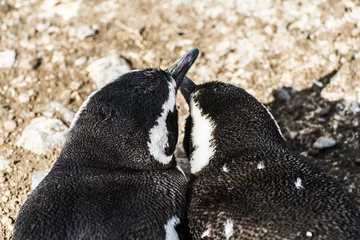 Foto op Plexiglas Two adult Magellanic penguins from Magdalena island in Chile © Fyle