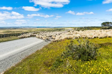 Rolgordijnen Herd of sheep on the road in Tierra del Fuego © Fyle
