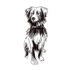 sketch, quick drawing of a dog on a white background by hand