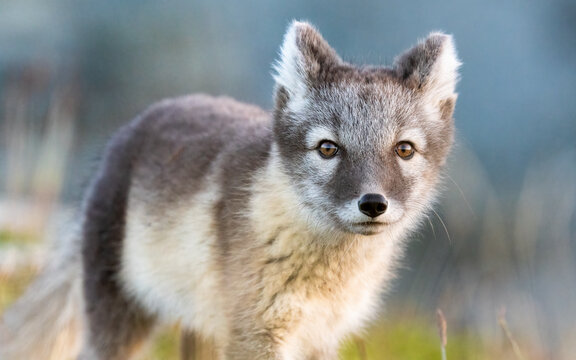 Arctic fox (vulpes lagopus) close up with copy space portrait young cub