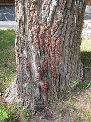 Firebugs (Pyrrhocoris Apterus) on the tree