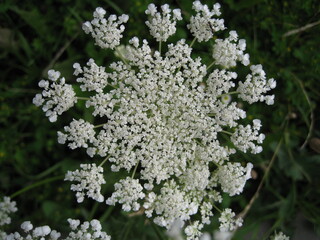 Blooming umbelliferous plant 