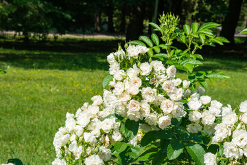 Blossoming beautiful small white rose flowers. Roses blossom in summer garden