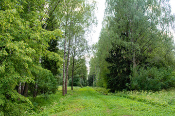Walkway alley in summer forest. Pathway rural road throught forest