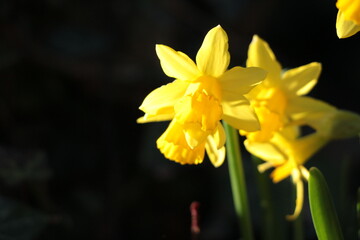 Obraz premium C'est le printemps ! Premieres fleurs du jardin, Jolie jonquille jaune
