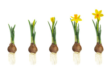 Growth stages of a yellow narcissus from flower bulb to blooming flower isolated on white - obrazy, fototapety, plakaty