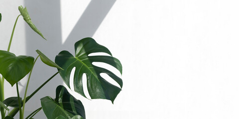 Beautiful monstera deliciosa or Swiss cheese plant in the sun against the background of a white wall. Home gardening concept. Selective focus. Banner