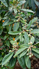 árbol de níspero comienza a dar su fruto