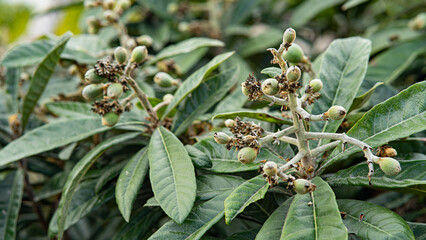 árbol de níspero comienza a dar su fruto