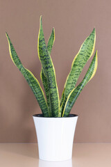 Home plant Sansevieria trifa in a modern white flower pot on a beige table on a brown background. House Gardening concept. Selective focus.