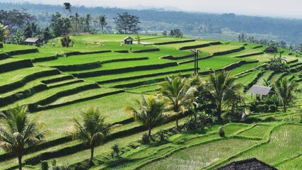 rice terraces island in jatiluwih