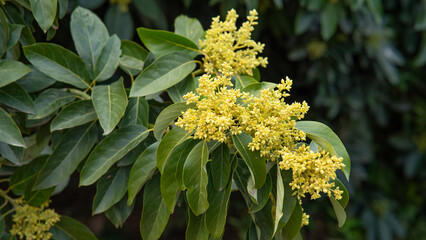Árbol del aguacate en flor