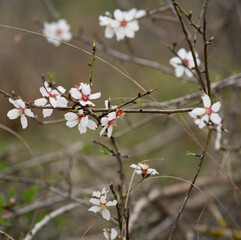 Flor de almendro