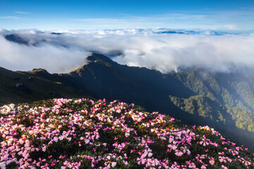Obraz premium Asia - Beautiful landscape of highest mountains，Rhododendron, Yushan Rhododendron (Alpine Rose) Blooming by the Trails of at Taroko National Park, Hehuan Mountain, Taiwan