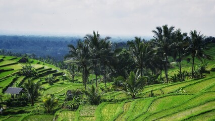 Fototapeta na wymiar rice terraces at the jatiluwih, bali