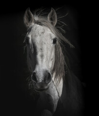Obraz na płótnie Canvas portrait of a horse