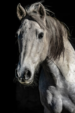 white horse portrait