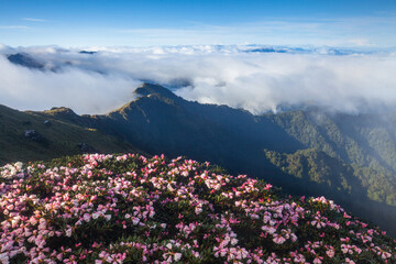 Fototapeta premium Asia - Beautiful landscape of highest mountains，Rhododendron, Yushan Rhododendron (Alpine Rose) Blooming by the Trails of at Taroko National Park, Hehuan Mountain, Taiwan
