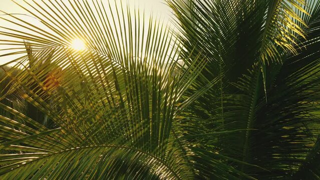 coconut leaf in the wind with sun shining in the evening, summer background concepts