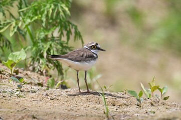 a bird walks on the ground