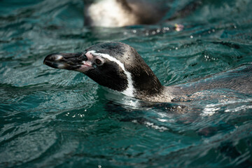 Penguin swimming in water closeup