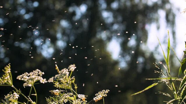 Midges flying on green grass on sunny day. Creative. Sultry day with flying midges in summer meadow. Atmosphere of summer meadow on sunny day
