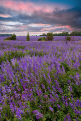 Fototapeta premium trestles, lavender, lupines, purple field