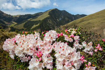 Fototapeta premium Asia - Beautiful landscape of highest mountains，Rhododendron, Yushan Rhododendron (Alpine Rose) Blooming by the Trails of at Taroko National Park, Hehuan Mountain, Taiwan