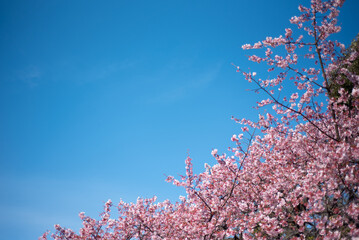 일본 도쿄 신주쿠교엔 벚꽃