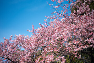 일본 도쿄 신주쿠교엔 벚꽃