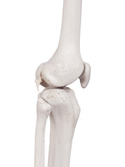 3d rendered medically accurate illustration of the oblique popliteal ligament