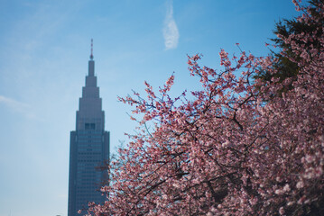 일본 도쿄 신주쿠교엔 벚꽃과 빌딩