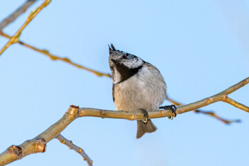 Fototapeta premium European Crested Tit perched on a tree branch